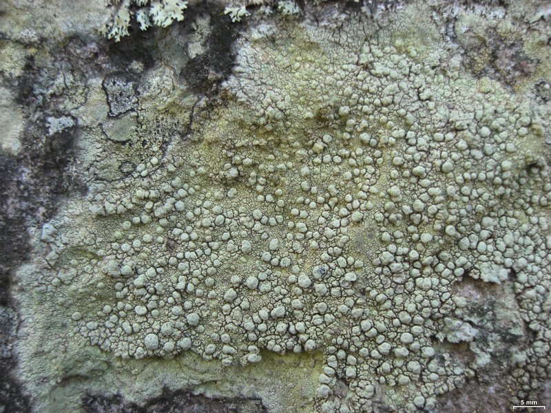 Pertusaria tejocotensis