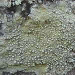 Pertusaria tejocotensis