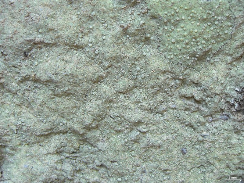 Pertusaria tejocotensis