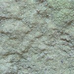 Pertusaria tejocotensis