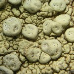 Pertusaria tejocotensis