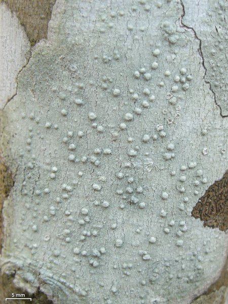 Pertusaria tetrathalamia