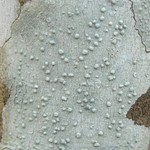 Pertusaria tetrathalamia