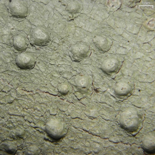 Pertusaria tetrathalamia