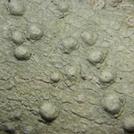 Pertusaria tetrathalamia