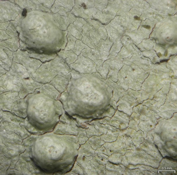 Pertusaria tetrathalamia