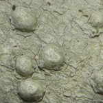 Pertusaria tetrathalamia