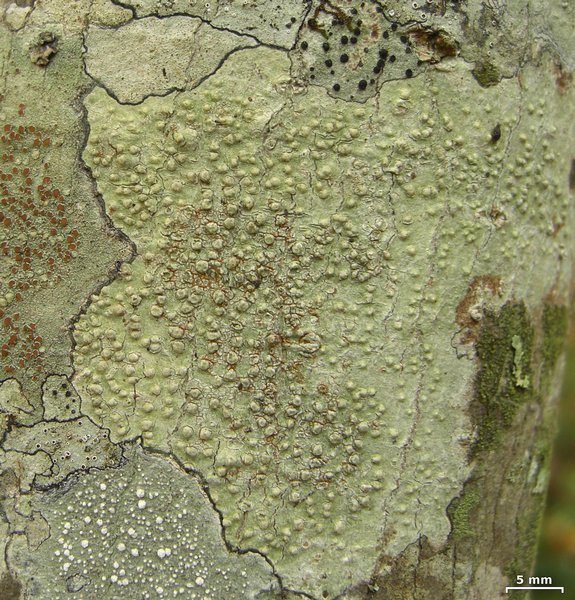 Pertusaria texana