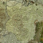 Pertusaria texana