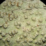 Pertusaria texana