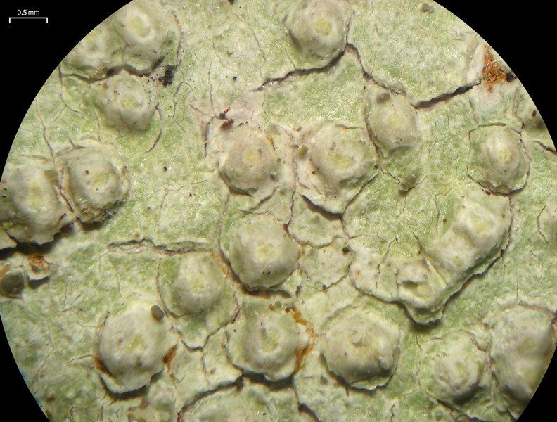 Pertusaria texana