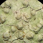 Pertusaria texana