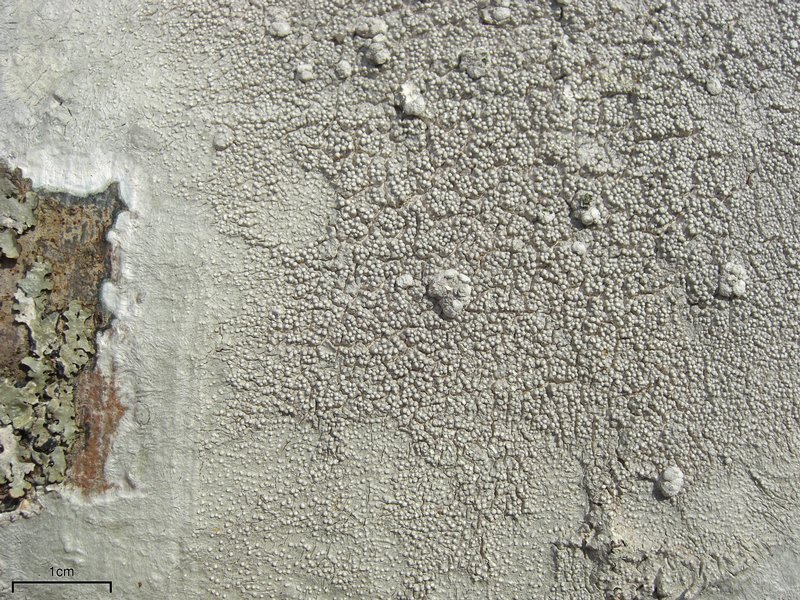 Pertusaria trachythallina