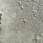 Pertusaria trachythallina