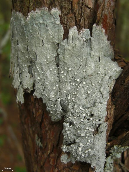 Pertusaria trachythallina