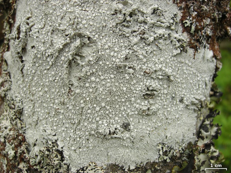 Pertusaria trachythallina