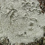 Pertusaria trachythallina