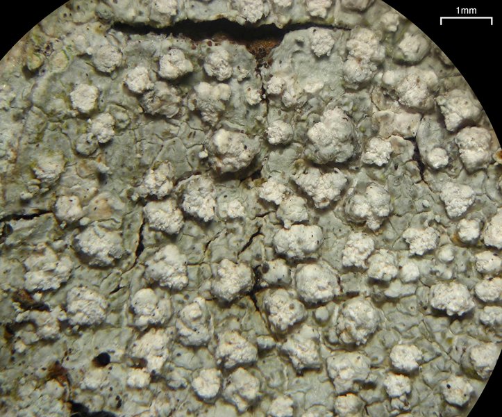 Pertusaria trachythallina