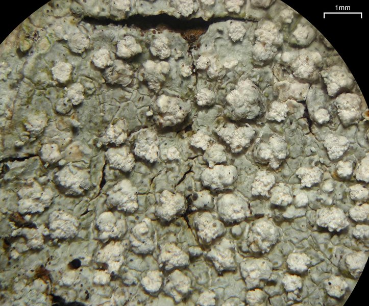 Pertusaria trachythallina