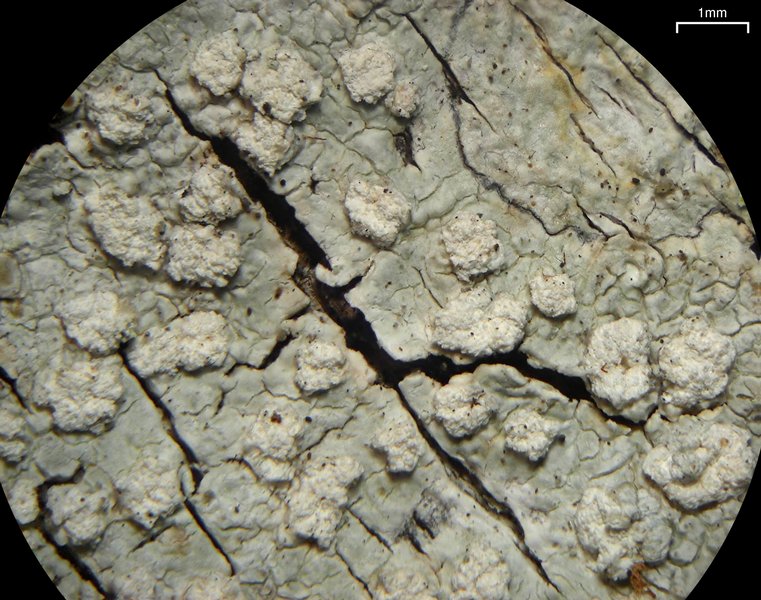 Pertusaria trachythallina