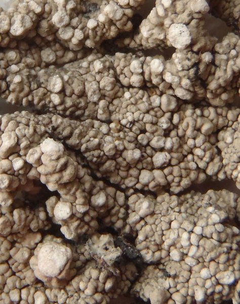 Pertusaria trachythallina