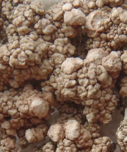 Pertusaria trachythallina