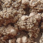 Pertusaria trachythallina
