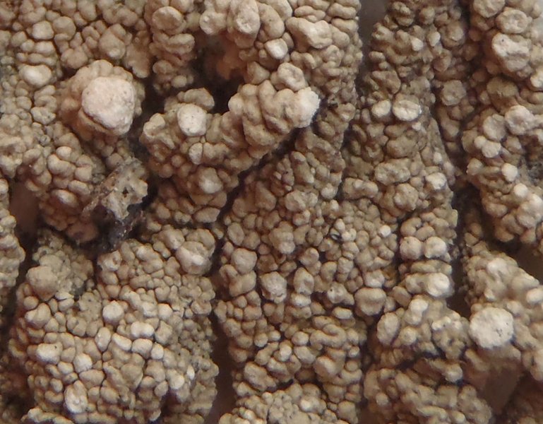 Pertusaria trachythallina