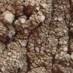 Pertusaria trachythallina