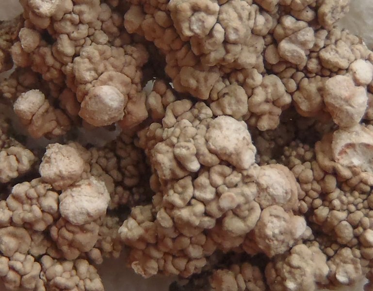 Pertusaria trachythallina