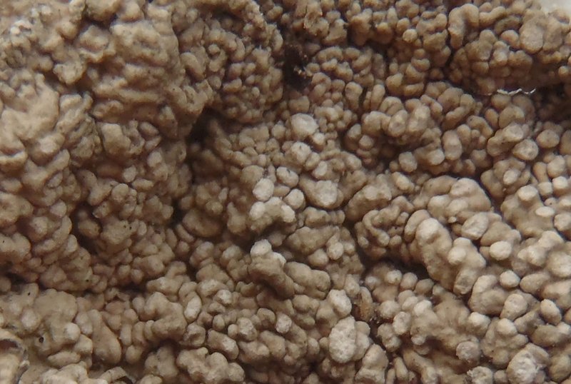 Pertusaria trachythallina