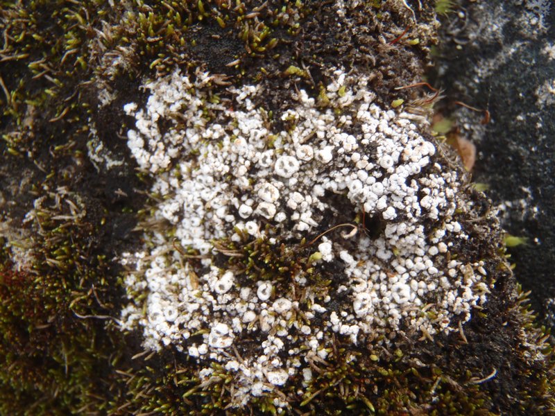 Pertusaria trochiscea