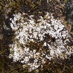 Pertusaria trochiscea