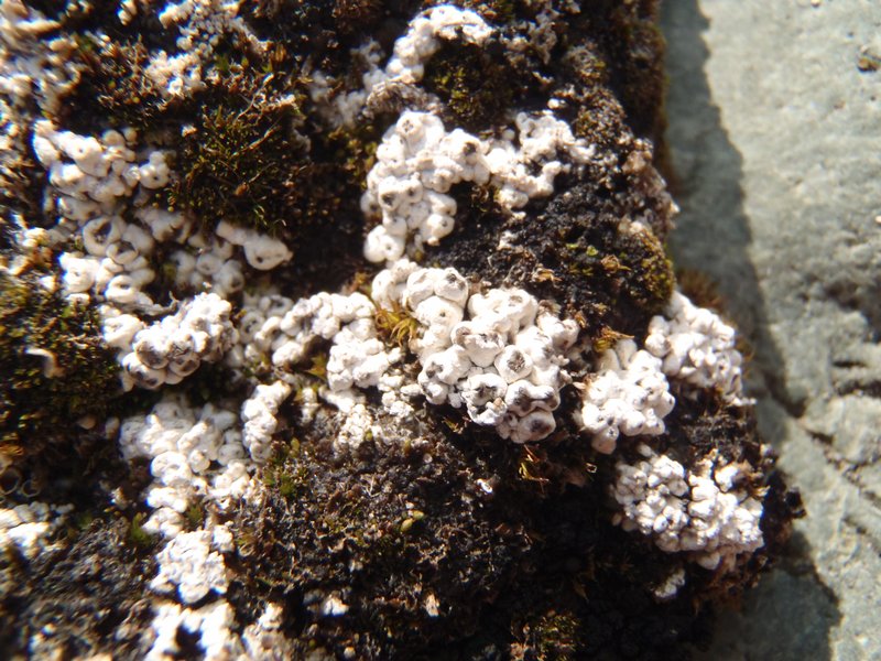 Pertusaria trochiscea