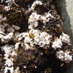 Pertusaria trochiscea
