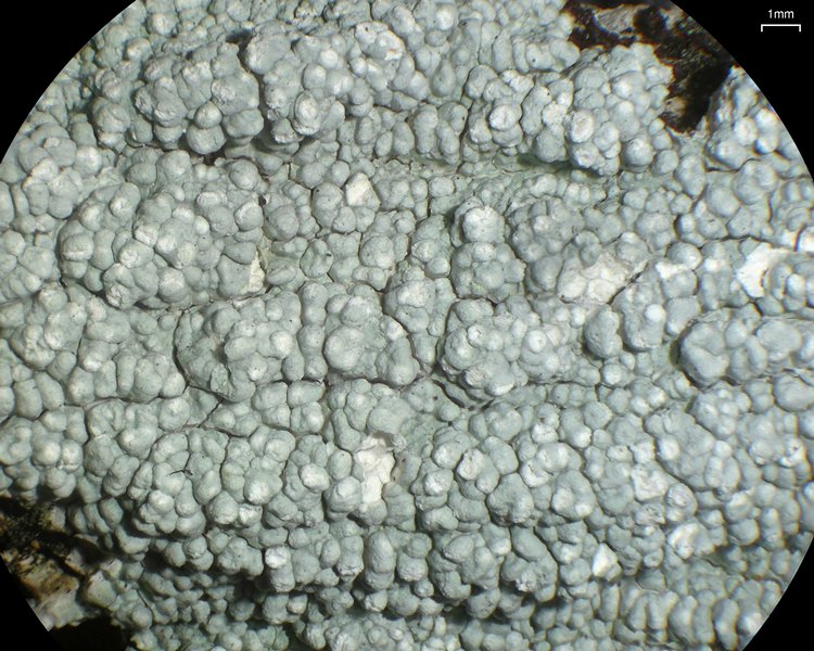 Pertusaria velata