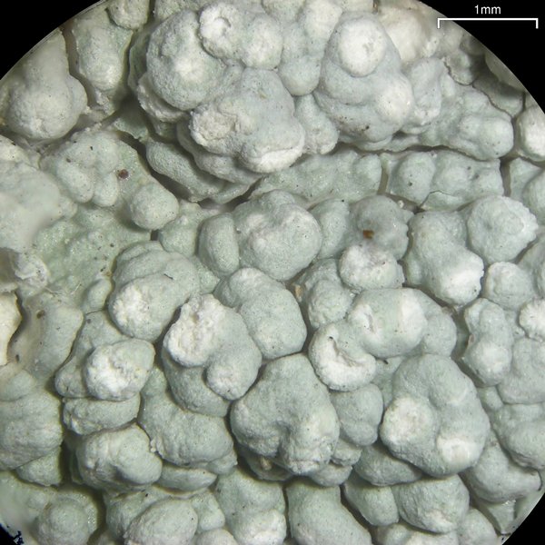 Pertusaria velata