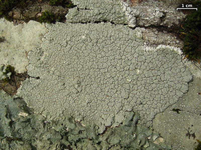 Pertusaria velata