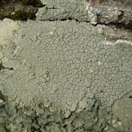Pertusaria velata
