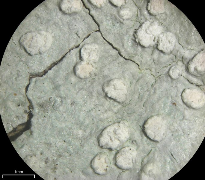 Pertusaria velata