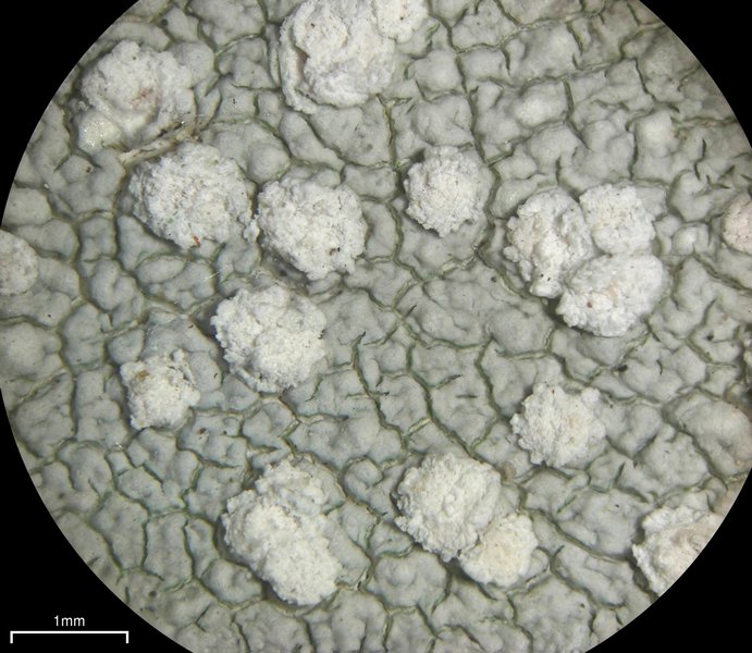 Pertusaria velata