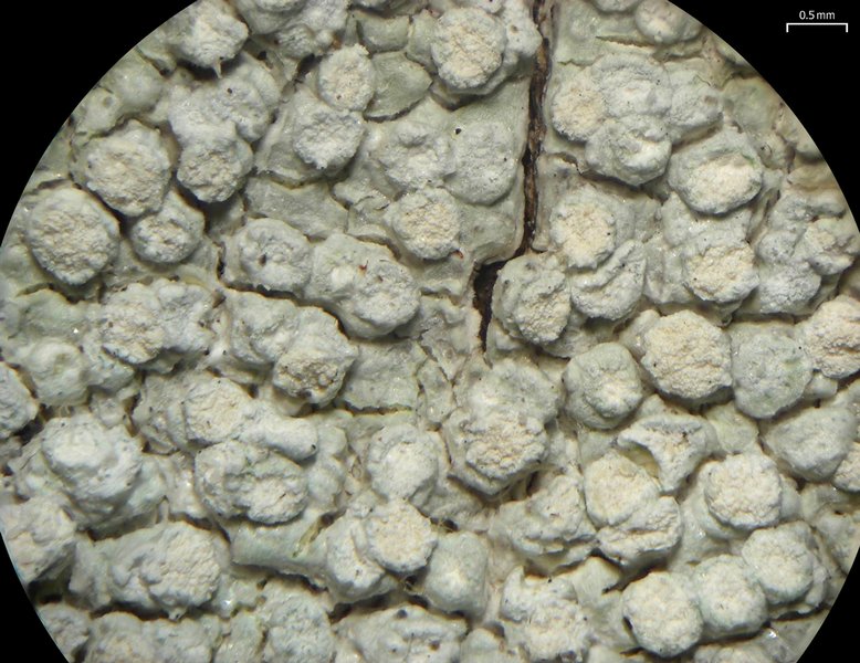 Pertusaria velata