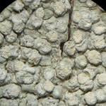 Pertusaria velata