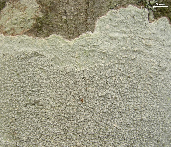 Pertusaria velata