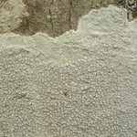 Pertusaria velata