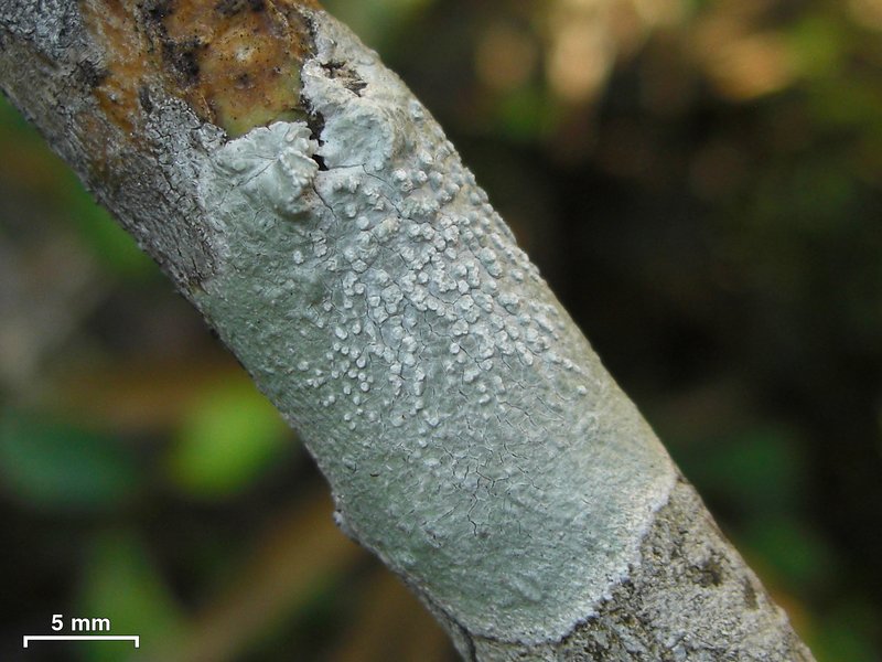 Pertusaria velata