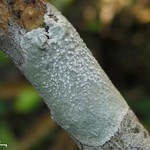 Pertusaria velata