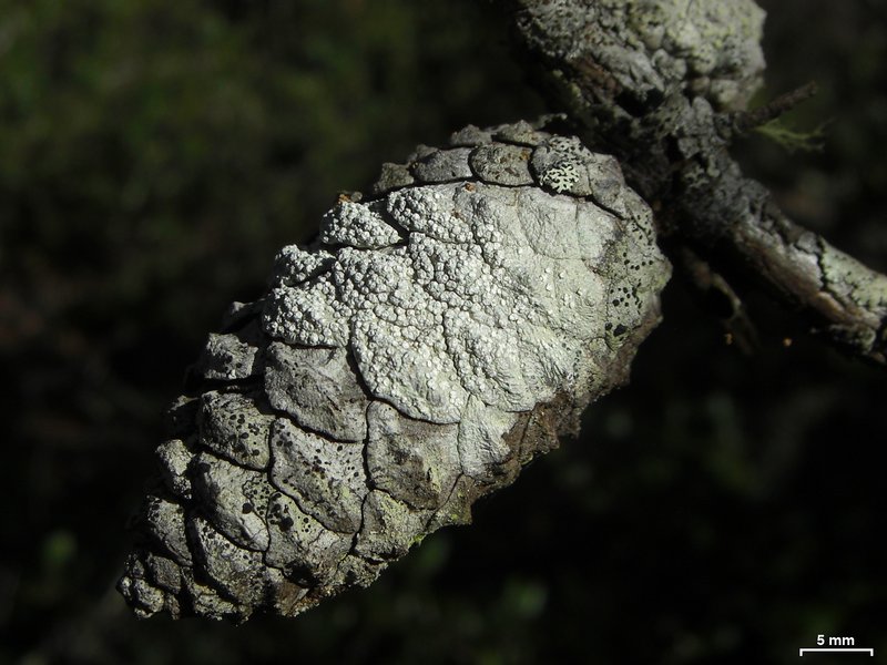 Pertusaria velata