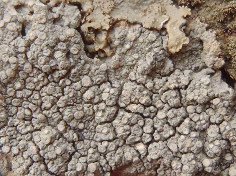 Pertusaria velata