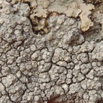 Pertusaria velata